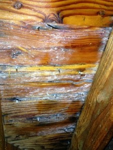 Mold in the attic