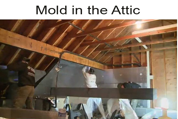 Mold in the Attic