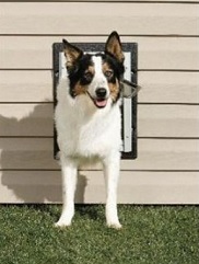 Energy-Saving Tip #22: Be sure to use an insulated pet door