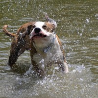 Dog cooling down in the water